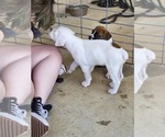 Puppy Puppy 4 Boxer
