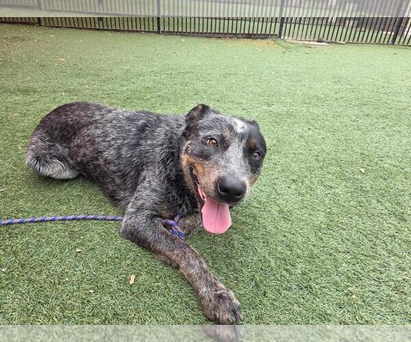 Medium Photo #9 Mutt Puppy For Sale in Rockwall, TX, USA