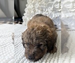 Small #10 Bernedoodle