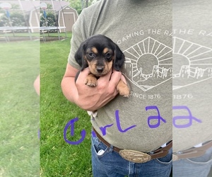 Doxle Puppy for sale in ROCK VALLEY, IA, USA