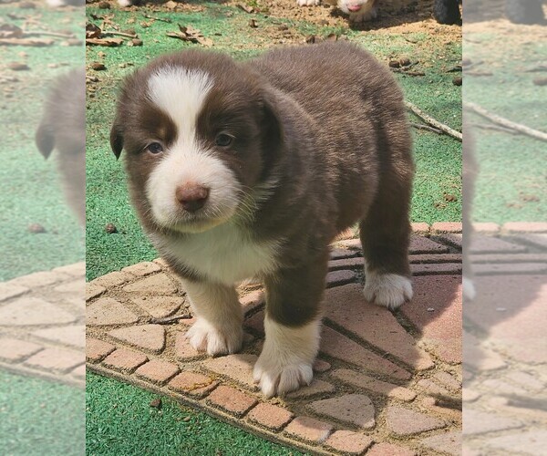 Medium Photo #7 Australian Shepherd Puppy For Sale in NELSON, VA, USA