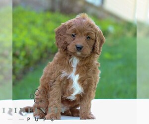 Cavapoo Puppy for sale in LITITZ, PA, USA