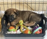 Small Photo #10 Malinois Puppy For Sale in SAN MARCOS, CA, USA