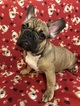 Small Photo #1 French Bulldog Puppy For Sale in BROOKLYN, NY, USA
