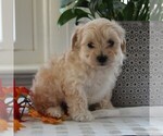 Small Photo #1 Maltipoo Puppy For Sale in MANHEIM, PA, USA
