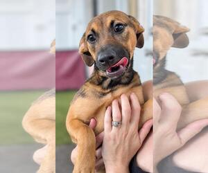 Dachsador Dogs for adoption in Pompano Beach , FL, USA