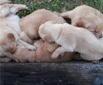 Small Photo #4 Golden Retriever Puppy For Sale in NACOGDOCHES, TX, USA