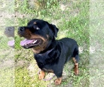Small #6 Rottweiler