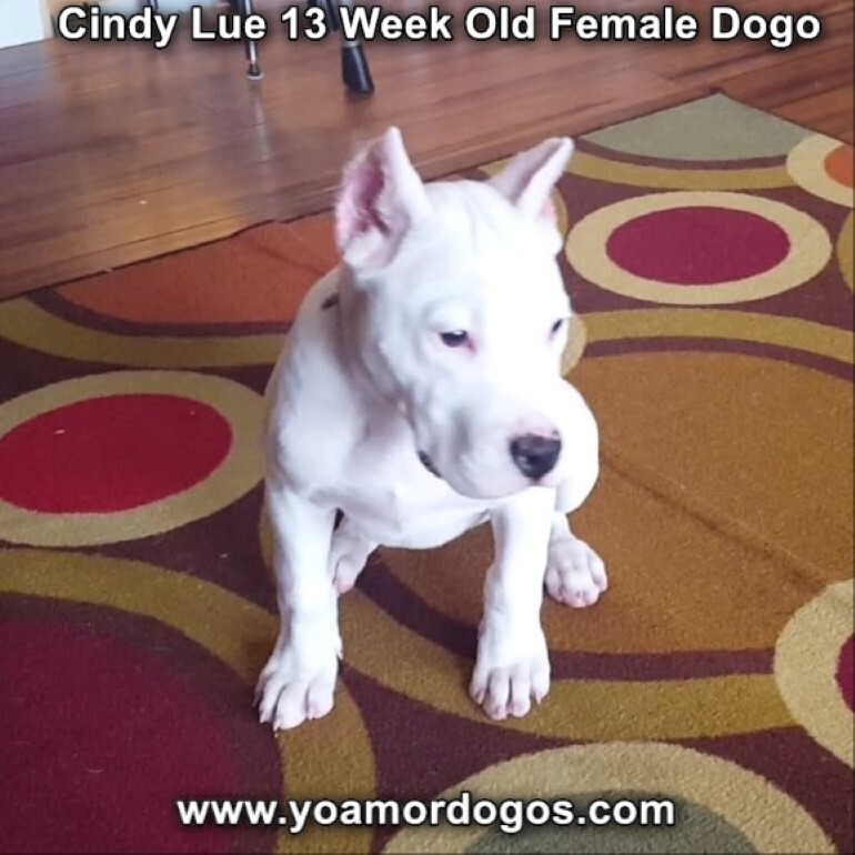 Medium Photo #178 Dogo Argentino Puppy For Sale in PINEVILLE, MO, USA