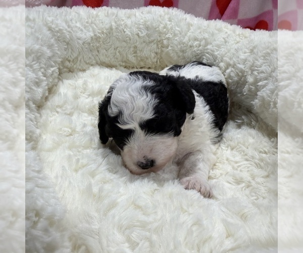 Medium Photo #5 Havapoo Puppy For Sale in GUTHRIE, KY, USA