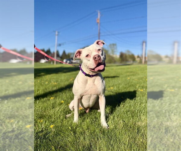 Medium Photo #1 Mutt Puppy For Sale in Gloversville, NY, USA