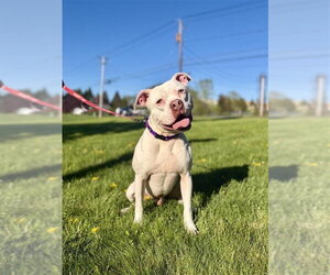 Mutt Dogs for adoption in Gloversville, NY, USA