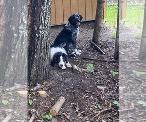 Mother of the F2 Aussiedoodle puppies born on 09/14/2025