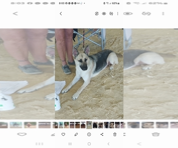 Medium Photo #1 German Shepherd Dog Puppy For Sale in SPOTSYLVANIA, VA, USA