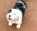 Small #6 Old English Sheepdog