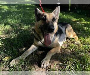German Shepherd Dog-Unknown Mix Dogs for adoption in Grand Prairie, TX, USA