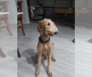 Goldendoodle Dogs for adoption in Bonita Springs, FL, USA