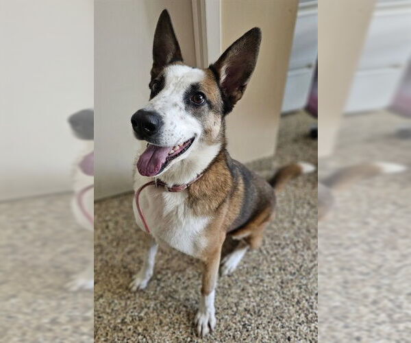 Medium Photo #2 Collie-Unknown Mix Puppy For Sale in Frisco, CO, USA