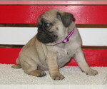 Small Photo #3 Pug Puppy For Sale in MOUNT SOLON, VA, USA