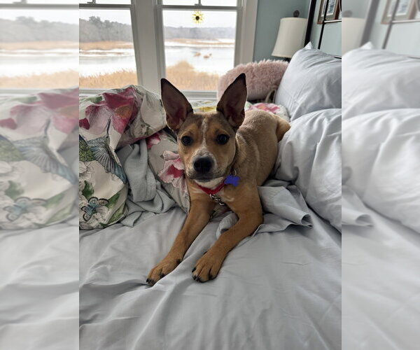 Medium Photo #24 Labrador Retriever-Unknown Mix Puppy For Sale in Oak Bluffs, MA, USA