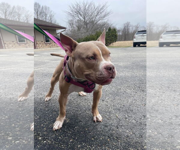 Medium Photo #4 American Pit Bull Terrier-Unknown Mix Puppy For Sale in Grafton, WI, USA