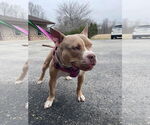 Small #3 American Pit Bull Terrier Mix