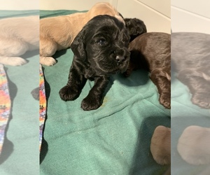 Cocker Spaniel Puppy for sale in BRAZITO, MO, USA
