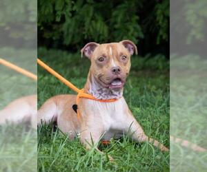 American Pit Bull Terrier Dogs for adoption in Derwood, MD, USA