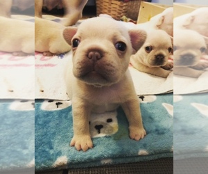 French Bulldog Puppy for sale in BURTON, OH, USA