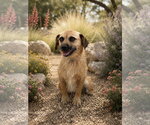 Small Border Terrier Mix