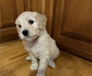 Portuguese Water Dog Puppy for sale in SWARTZ CREEK, MI, USA