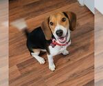 Small #10 Beagle