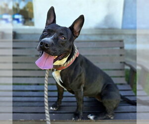 Bull Terrier-Unknown Mix Dogs for adoption in Long Beach, CA, USA