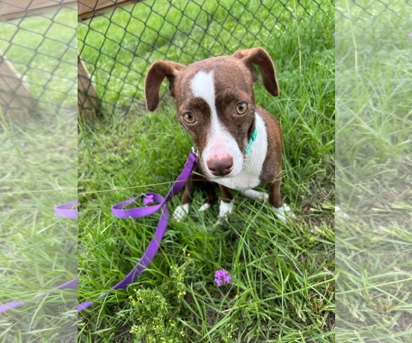 Medium Photo #3 Chihuahua-Unknown Mix Puppy For Sale in Tarrytown, GA, USA