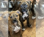 Small Photo #11 American Bully-Boxer Mix Puppy For Sale in HAMMOND, IN, USA