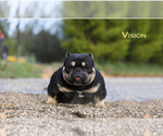 Small Photo #1 American Bully Puppy For Sale in OAKLAND, CA, USA