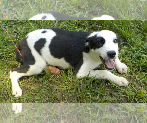 Medium Photo #4 Border Collie-Unknown Mix Puppy For Sale in Wetumpka, AL, USA