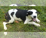Small #3 Border Collie Mix