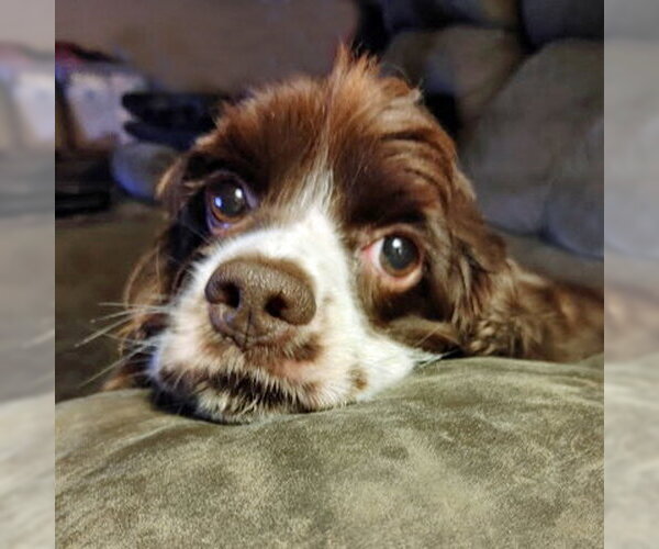 Medium Photo #31 Cocker Spaniel Puppy For Sale in Arlington, VA, USA