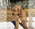Small Photo #2 Goldendoodle (Miniature) Puppy For Sale in VACAVILLE, CA, USA