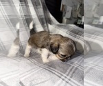 Small Photo #3 Shih Tzu Puppy For Sale in GLENDALE HEIGHTS, IL, USA