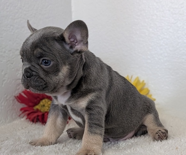 Medium Photo #9 French Bulldog Puppy For Sale in GOSHEN, IN, USA