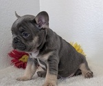 Small #8 French Bulldog
