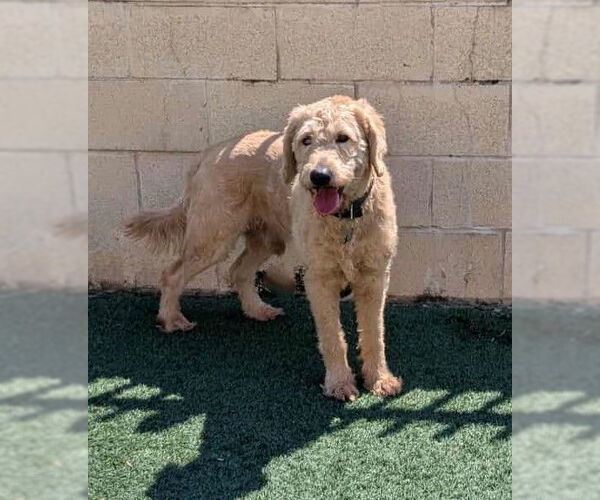 Medium Photo #4 Labradoodle Puppy For Sale in McKinney, TX, USA