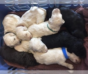 Goldendoodle-Poodle (Standard) Mix Puppy for sale in RICHLAND, MO, USA