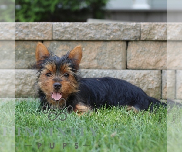 Medium Photo #4 Yorkshire Terrier Puppy For Sale in BIRD IN HAND, PA, USA