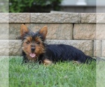 Small #3 Yorkshire Terrier
