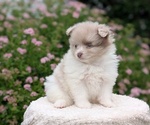 Small Photo #30 Pomeranian Puppy For Sale in GOSHEN, IN, USA