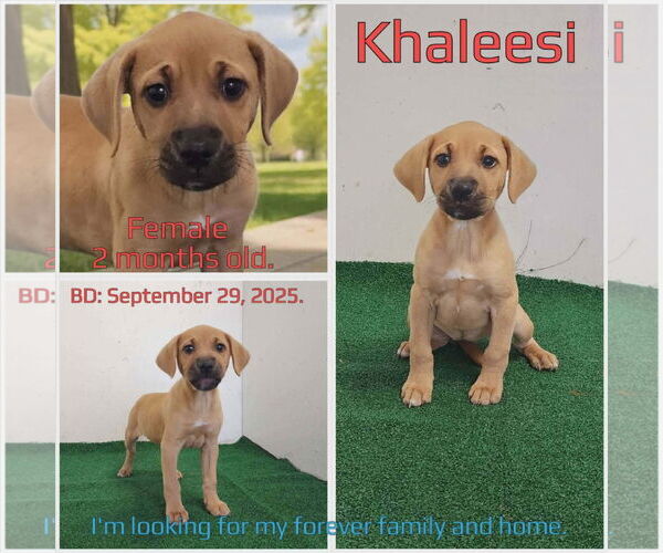 Medium Photo #1 Mutt Puppy For Sale in New London, WI, USA