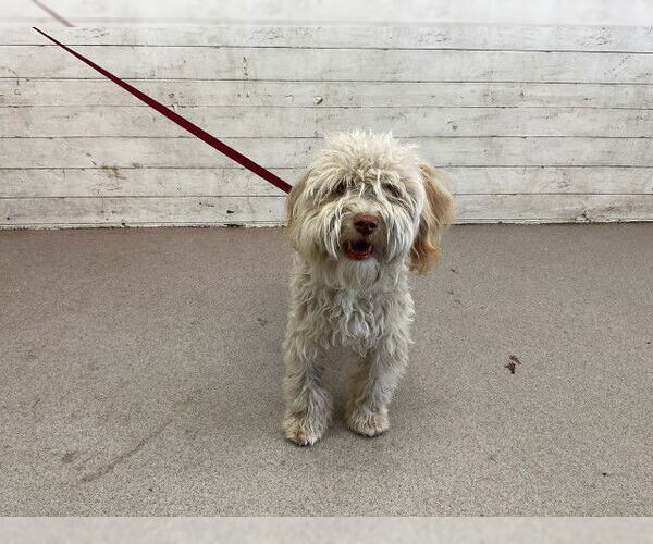 Medium Photo #1 Maltese-Unknown Mix Puppy For Sale in San Bernardino, CA, USA